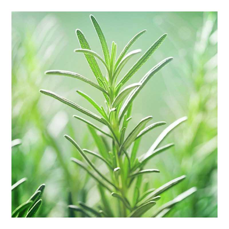 Rosemary French Essential Oil