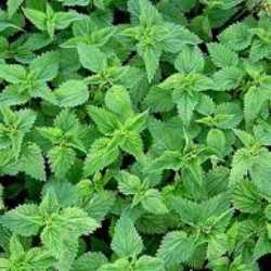 Nettle extract (Urtica folium)