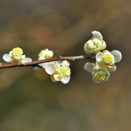 Ulei esential de Litsea Cubeba