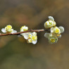 Ulei esential de Litsea Cubeba