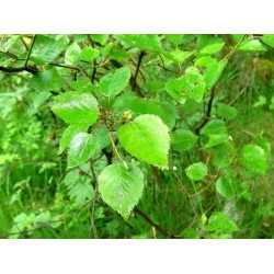 Birch extract