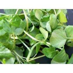 Fountain cress extract...
