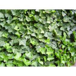 Ivy extract (Hedera helix)