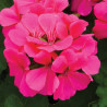 Ulei esential de Rose Geranium