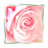 Ulei de parfum "English Rose"(Trandafir englezesc)-MANSKE