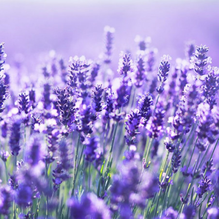 Ulei esential de Lavanda (India)