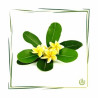 Ulei de parfum "Plumeria"-MANSKE