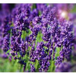 Lavandula extract...