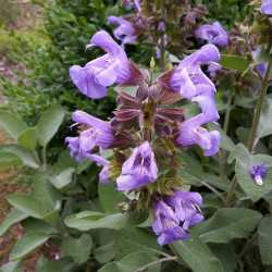 Salvie extract (Salvia...