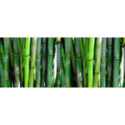 Bambus extract (Bambusa...