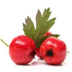 Hawthorn extract(Crataegus...