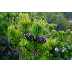 Perfume oil "Mountain pine"