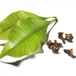 Clove Leaf essential oil