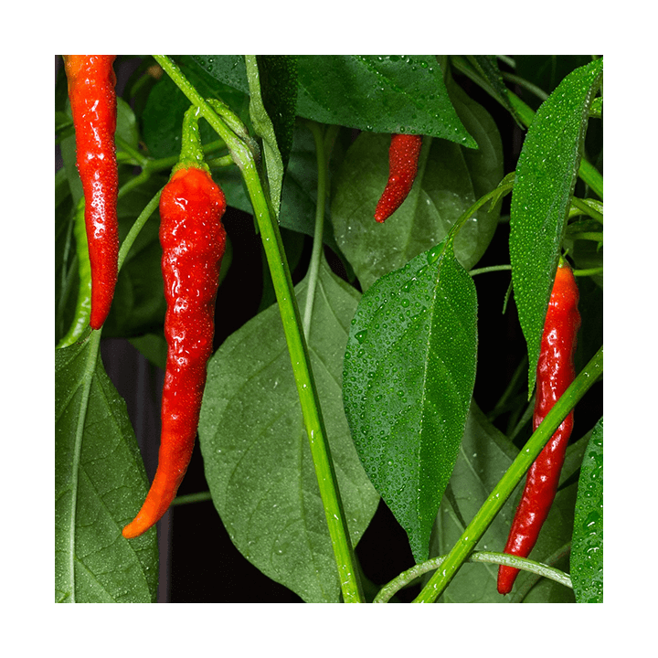 Ulei esential de semințe de ardei iute(Chilli Seed)