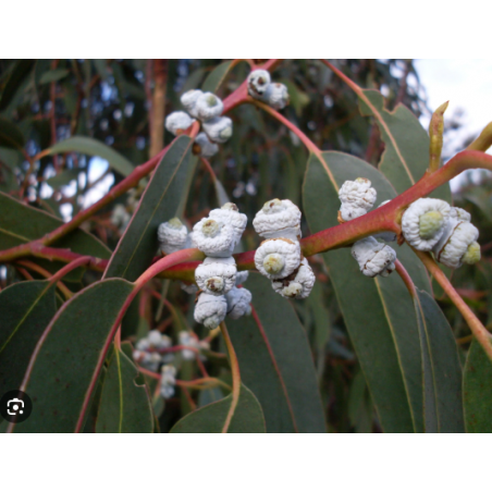 Ulei esential EUCALYPTUS GLOBULUS 80% OIL