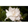 Parfumant GARDENIA