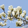 Parfumant MAGNOLIE ALBA