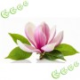 Ulei de parfum "Blooming Magnolia"(Magnolie inflorita)-Manske