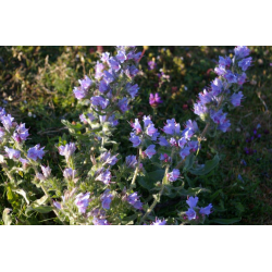 Clary Sage Hydrosol Floral...