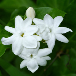 Parfume oil "Hawaian Flower"