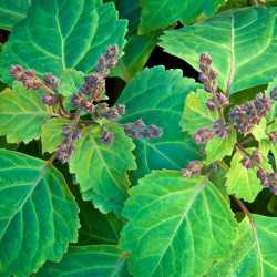 Patchouli essential oil