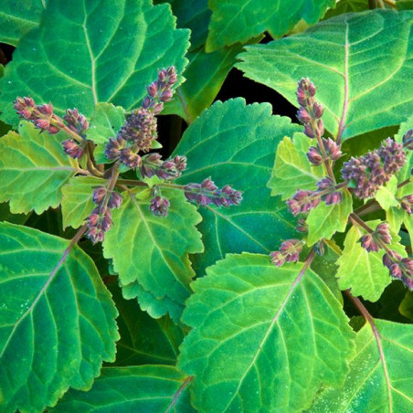 Ulei esential de Patchouli