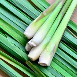 Lemongrass essential oil