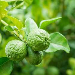 Bergamot Essential Oil